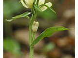 CEPHALANTHERE A GRANDES FLEURS