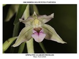 EPIPACTIS A LARGES FEUILLES