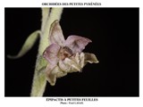 EPIPACTIS A PETITES FEUILLES