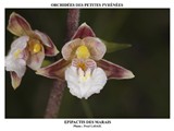 EPIPACTIS DES MARAIS