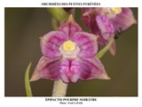 EPIPACTIS POURPRE NOIRATRE