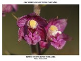 EPIPACTIS POURPRE NOIRATRE 2