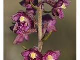 EPIPACTIS POURPRE NOIRATRE 3