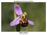 OPHRYS ABEILLE