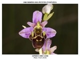 OPHRYS BECASSE