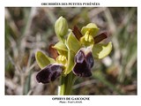 OPHRYS DE GASCOGNE