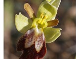 OPHRYS DES LUPERCALES