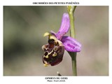 OPHRYS DU GERS