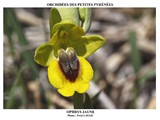 OPHRYS JAUNE