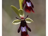 OPHRYS MOUCHE