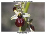 OPHRYS OCCIDENTAL