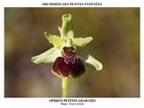 OPHRYS PETITE ARAIGNEE