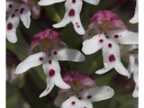ORCHIS BRULE