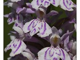 ORCHIS DE FUCHS