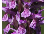 ORCHIS INCARNAT