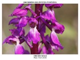 ORCHIS MALE