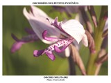 ORCHIS MILITAIRE