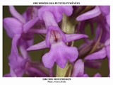 ORCHIS MOUCHERON