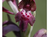 ORCHIS PARFUME
