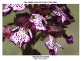 ORCHIS POURPRE