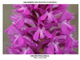 ORCHIS PYRAMIDAL 2